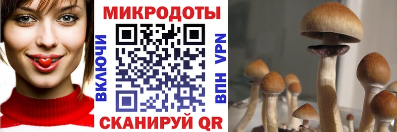 Псилоцибиновые грибы Cubensis  хочу   Димитровград 